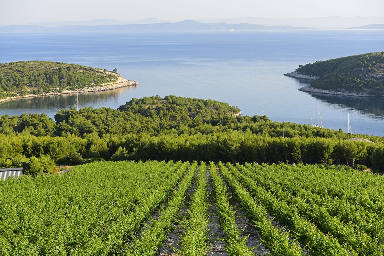 Stunning sea-view vineyards of Tomic winery on Hvar