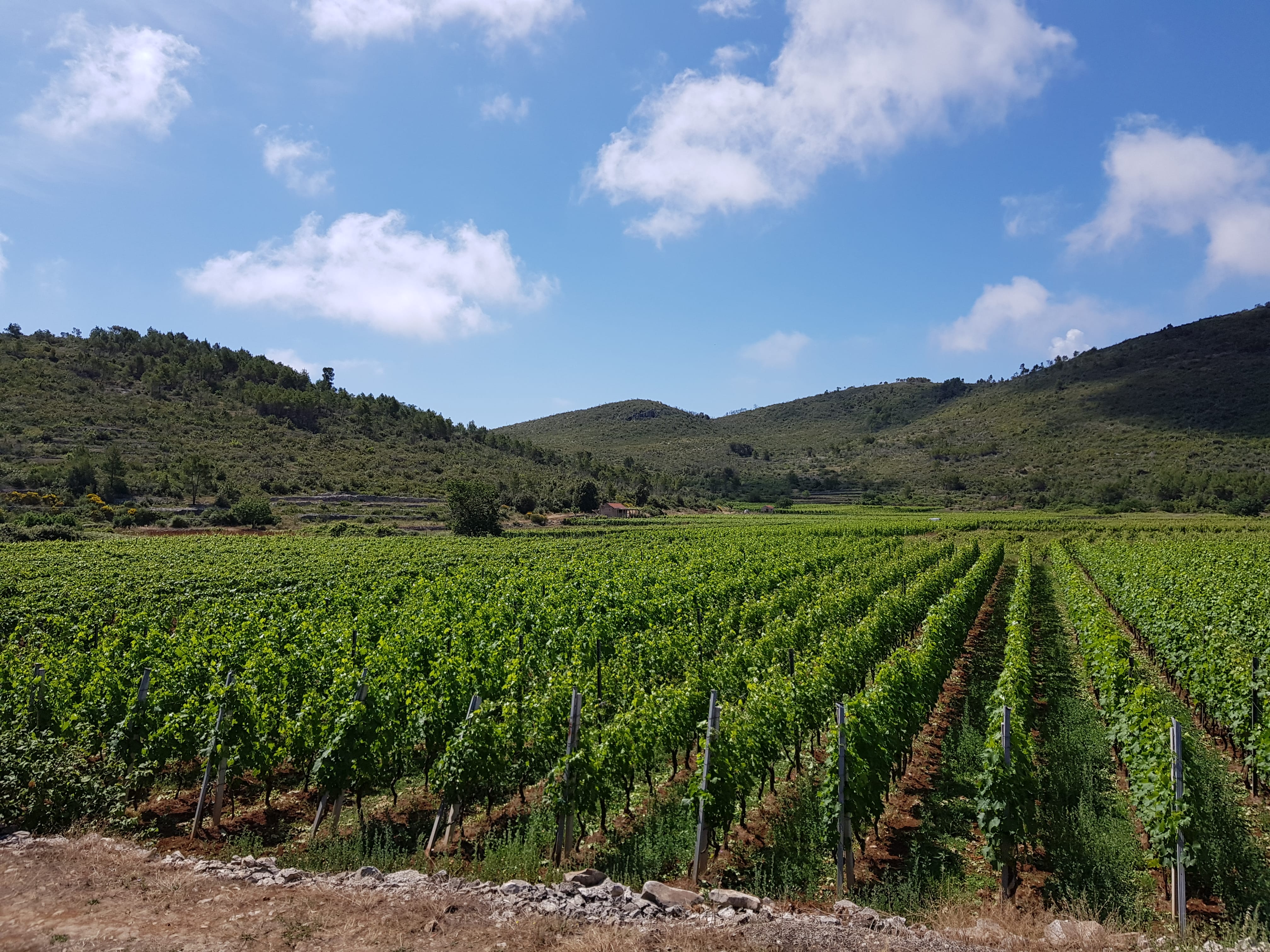 Beautiful vineyards of Toreta Winery