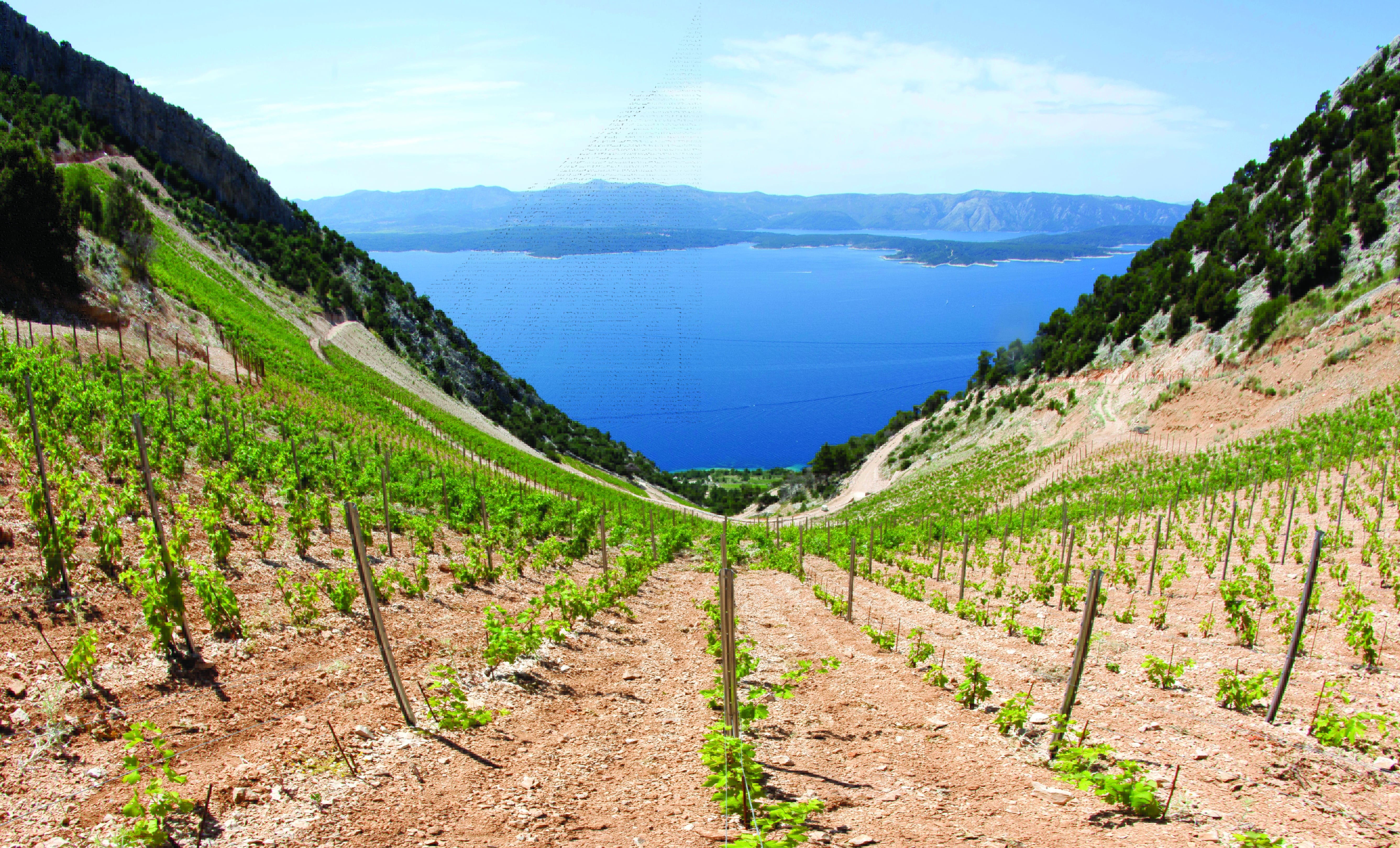 Vineyards in Bol on the island of Brac